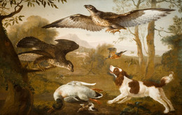 1953P29 Dog Guarding a Dead Duck From Birds of Prey