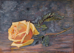 1901P31.16 Yellow Rose