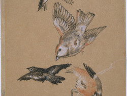1927P457 Love leading the Pilgrim - Study of Birds: Finches