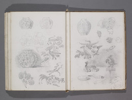 1981M315 Sketchbook by William de Morgan