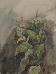 1927P681 Study of Foliage