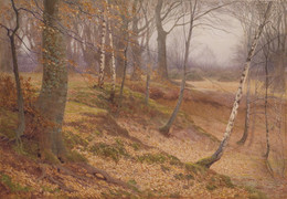 2000P2 Silver Birch and Beech Wood in Autumn
