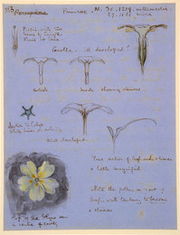 1907P144 8 Studies of a Primrose-Botanical Notes and Diagrams