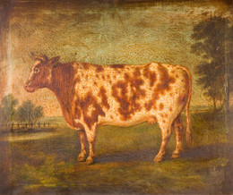 1988V1837 Study of a Shorthorn Cow in a Landscape