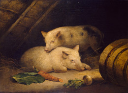 1887P956 Pigs
