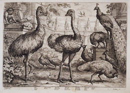 1954P18 Ostrich, Peacock, Ape, Pheasant