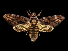 2001Z00122 Death's Head Hawk Moth