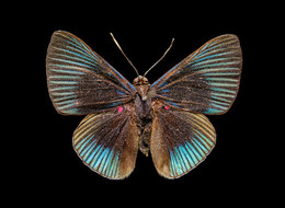 2016E4 Unidentified butterfly