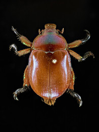 2016E6 Beetle