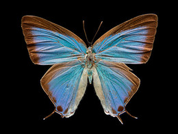 2016E5 Unidentified butterfly
