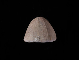 1934G7.2 Fossil Echinoid - Conulus Albogalerus