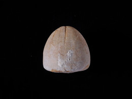 1934G7.3 Fossil Echinoid - Conulus Albogalerus