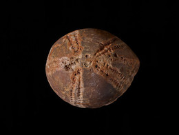 1935G104 Fossil Echinoid, Echinocorys Scutata