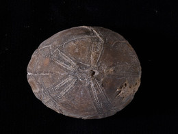 1937G22 Fossil Echinoid, Echinocorys Scutata