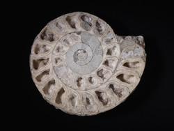 1955G50 Sectioned Ammonite