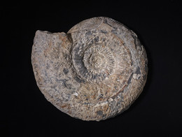 1955G50 Sectioned Ammonite