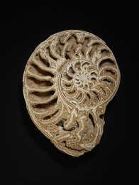 1978G41 Sectioned Ammonite