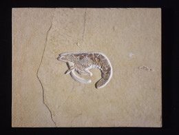 1993G12.1 Fossil Crustacean