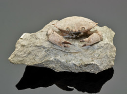 1997G12 Crab Fossil