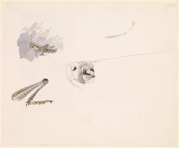 1906P663 Studies of a Grasshopper - Body, Head and Leg