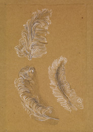 1904P93 Study of Three Ostrich Feathers