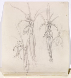 1906P607 Four studies of Irises