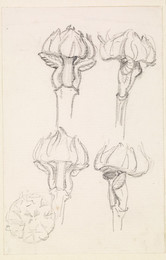 1906P610 Sketch of Five Flower Heads (Side and Top)
