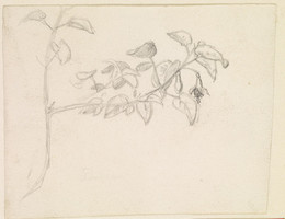 1906P613 Sketch of Branch with Buds And Leaves