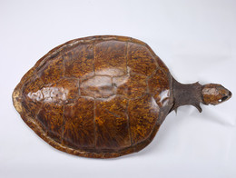 2008.0217 Sea Turtle