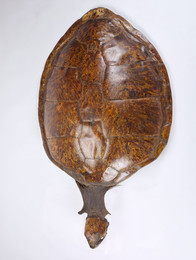 2008.0217 Sea Turtle