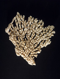 1914Z39.3 Coral - Madrepora sp.