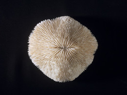 1930Z24.1291 Unidentified mushroom coral