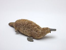 1941Z5.2 Duck billed platypus - taxidermy