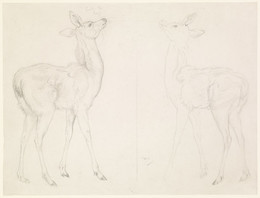 1904P278 Two Studies of a Fawn