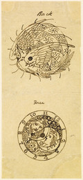 1904P323 Back and Face of a Watch - Two Designs for an Engraving