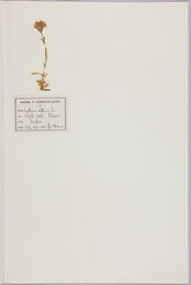 1921B1.988 Alpine Catchfly (Lychnis alpina) herbarium sheet