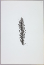 1923B5.157 Bryum alpinum illustration
