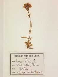 1921B1.988 Alpine Catchfly (Lychnis alpina) herbarium sheet