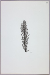 1923B5.157 Bryum alpinum illustration