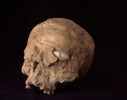 1964A27 Plastered Human Skull