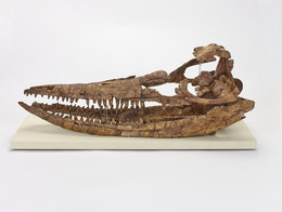 1955G35.1 Ichthyosaur 3D fossil skeleton