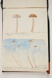 1983P28.1 Sketchbook of Fungi, Sutton Park, Oct 8/81