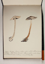 1983P28.10 Sketchbook of Fungi, UHG, Oct 9/81