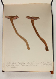 1983P28.5 Sketchbook of Fungi, Sutton Park