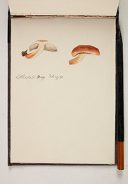1983P28.26 Sketchbook of Fungi, Littledale