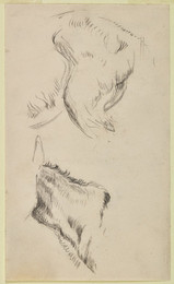 1906P816 A Nightmare - Studies of Neck and Left Hind Leg of an Ass