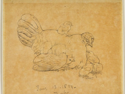 1906P863 Study of a Hen and Chicks