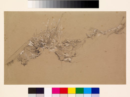 1906P807 Study of Grasses, Wild Arum and a Tree Stump