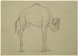 1979P3 Study of a Camel