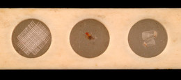 1965T5099.11 Culpepper Compound Microscope Slide